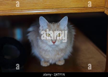 Flauschige Alert Buff farbigen Kätzchen unter dem Tisch mit geringer Tiefenschärfe. Stockfoto