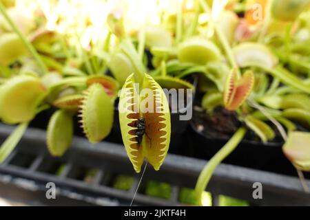 Eine Venusfliegenfalle (Dionaea muscipula) im Gewächshaus Stockfoto