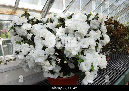 Eine Nahaufnahme eines Straußes von schönen weißen Petunia-Blumen auf der Fensterbank Stockfoto