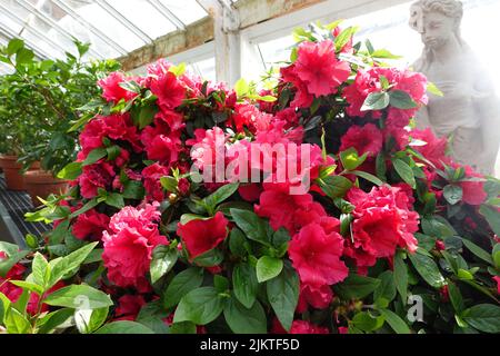 Eine Nahaufnahme von wunderschönen rosa Azaleen-Blüten im Gewächshaus Stockfoto