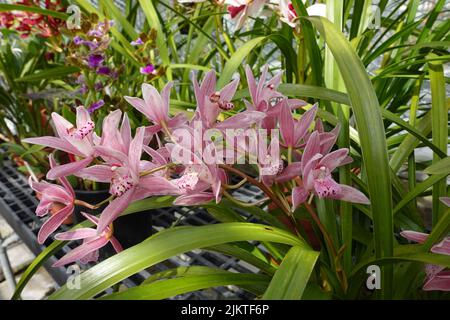 Ein Haufen OrchideenCymbidium im Garten Stockfoto