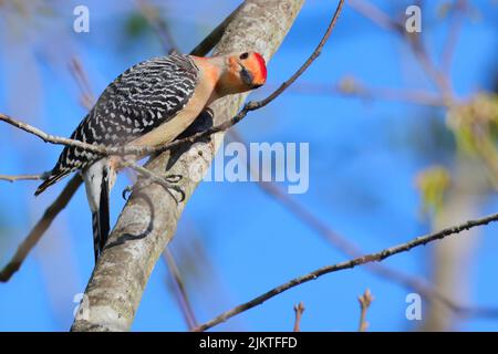 Eine Nahaufnahme eines roten Bauchspechts, der auf einem Baum thront Stockfoto