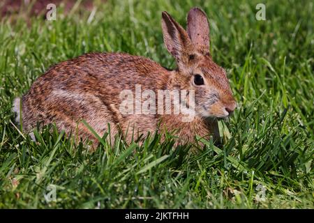 Ein hellbraunes Kaninchen, das auf Gras in der Sonne liegt Stockfoto