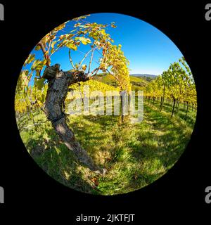 Alte knarrige Rebe in einer Weinbergslandschaft in Fischaugenlinse Stockfoto