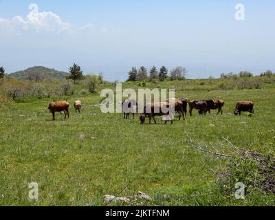 Die Kühe grasen im Sommer in den armenischen Bergen Stockfoto