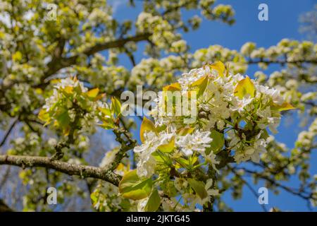 Nahaufnahme von blühenden Pyrus pyrifolia-Zweigen. Auch bekannt als Asian Pear, Apple Pear Asian Pear Chinese Pear Chinese Sand Pear. Sel Stockfoto