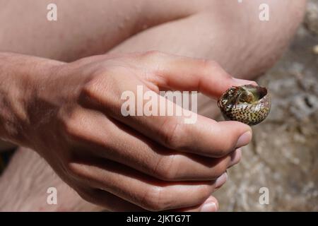 Nahaufnahme einer Person, die einen Einsiedlerkrebs in Mallorca, Spanien, hält Stockfoto