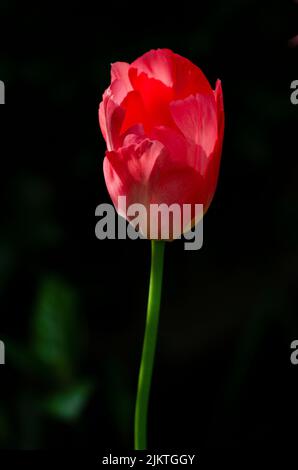 Eine rote Tulpe auf schwarzem Hintergrund mit dem Sonnenlicht, das durch die Blütenblätter scheint Stockfoto