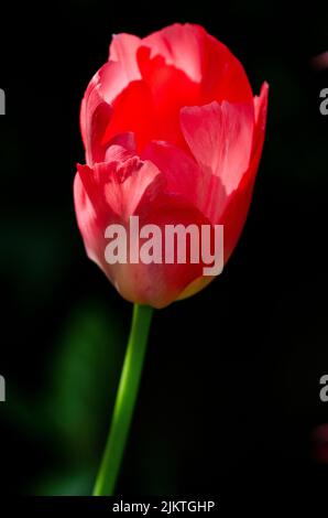 Eine rote Tulpe auf schwarzem Hintergrund mit dem Sonnenlicht, das durch die Blütenblätter scheint Stockfoto