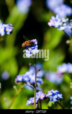 Ein Honig landete auf einer Vergissmeinnicht-Blume und sammelte Nektar. Stockfoto