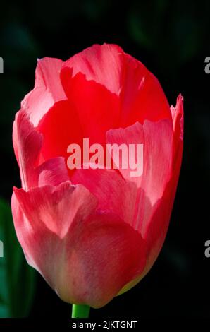 Eine rote Tulpe auf schwarzem Hintergrund mit dem Sonnenlicht, das durch die Blütenblätter scheint Stockfoto