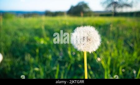 Eine Nahaufnahme eines wunderschönen, allein in einem hellen grünen Feld wachsenden Dandelions an einem Frühlings- oder Sommertag Stockfoto