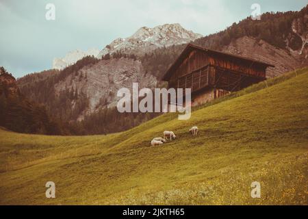 Eine schöne Aufnahme von einigen Schafen, die auf dem Feld neben einem alten Holzhaus in der Nähe einiger Berge grasen. Stockfoto