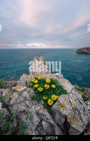 Eine vertikale Aufnahme eines Grases auf einer felsigen Klippe mit gelben Gänseblümchen am Meer in Sagres, Portugal Stockfoto