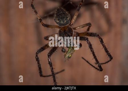 Eine Makroaufnahme eines Stalltrichterwebers (tegenaria domestica), der kopfüber auf einem unscharfen Hintergrund hängt Stockfoto