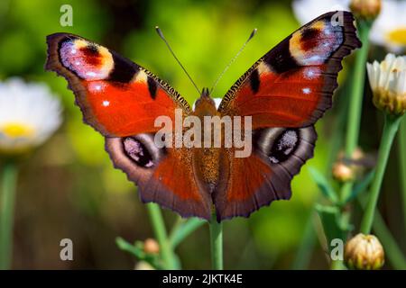 Eine Nahaufnahme des bunten Aglais io Schmetterlings mit offenen Flügeln isoliert auf naturgrünem Hintergrund Stockfoto