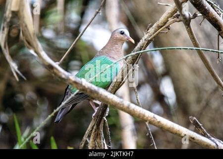 Nahaufnahme einer Smaragdtaube, die auf einem Ast mit verschwommenem Hintergrund im Wald sitzt Stockfoto