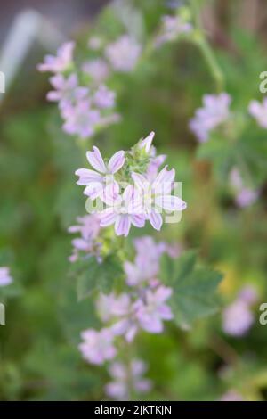 Eine selektive Fokusaufnahme einer weichen Bäckerei im Garten bei Tageslicht mit unscharfem Hintergrund Stockfoto
