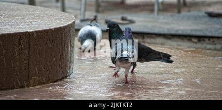 Eine Nahaufnahme von drei Felstauben (Columba livia) in einem städtischen Gebiet auf dem Marmorboden Stockfoto