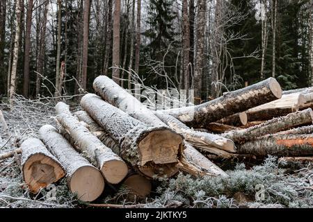 In einem schwedischen Wald wurden Baumstämme von einem Harvester gefällt Stockfoto