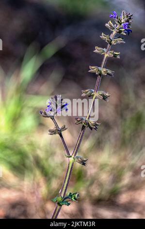 Eine vertikale Aufnahme eines wilden Salbeis (Salvia verbenaca) mitten in einem Wald Stockfoto