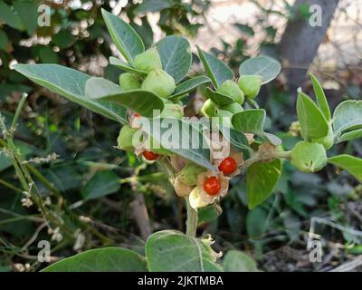 Ashwagandha grüne Pflanzen wachsen im Garten. Withania somnifera geht aus. Indischer Ginseng, giftige Stachelbeere oder Winterkirsche. Ayurvedische Medizin p Stockfoto