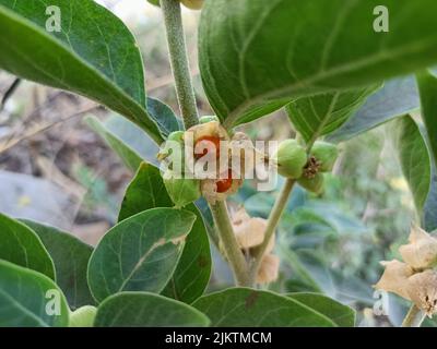 Ashwagandha, mitania somnifera, Winterkirsche, Pflanze wird verwendet, um ayurvedische Medikamente. Pflanze Stängel und rote Samen Stockfoto