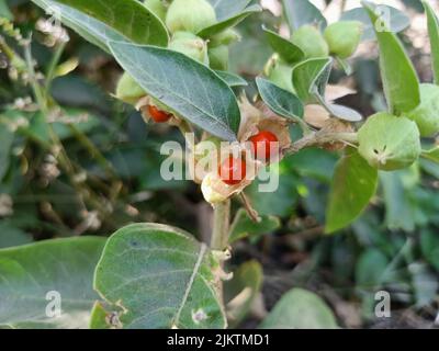 Ashwagandha grüne Pflanzen wachsen im Garten. Withania somnifera geht aus. Indische Ginseng, GiftStachelbeere oder Winterkirsche.Medizinische Kräuter, ayr Stockfoto