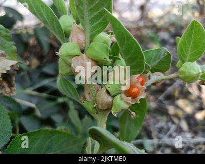 Ashwagandha grüne Pflanzen wachsen im Garten. Withania somnifera Pflanze. Gift Stachelbeere oder Winter Kirsche ashwagandha grüne Pflanze in ayurvedische Medizin Stockfoto