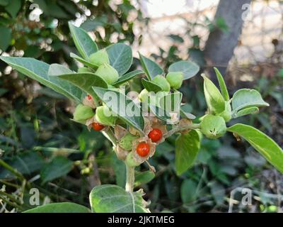 Ashwagandha grüne Pflanzen wachsen im Garten. Withania somnifera geht aus. Indische Ginseng, GiftStachelbeere oder Winterkirsche.Medizinische Kräuter, ayr Stockfoto