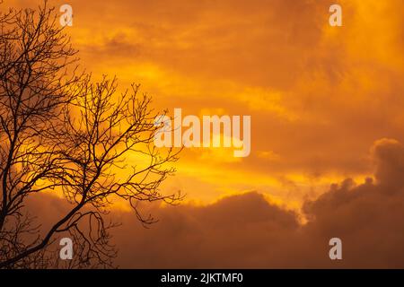 Die Silhouetten von Baumzweigen gegen den bewölkten Sonnenuntergang. Stockfoto