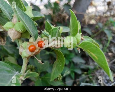 Withania somnifera, ashwagandha Pflanze, Winterkirsche, indische Stachelbeere, Gift Stachelbeere ist ayurvedische Heilpflanzen in indischen ist medizinische plany Stockfoto