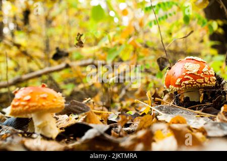 Eine Nahaufnahme von zwei kleinen Wildpilzen, die im Herbst in einem Wald wachsen und bunte Blätter herum haben Stockfoto