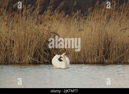 Ein weißer Schwan auf dem See Stockfoto