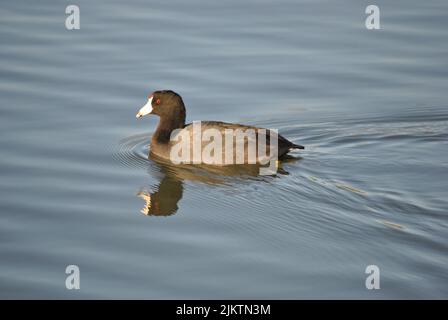 Eine Nahaufnahme eines amerikanischen Rußes, der im Wasser schwimmt und reflektiert Stockfoto