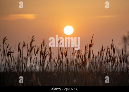 Ein Blick auf den Sonnenuntergang über dem Weizenfeld Stockfoto