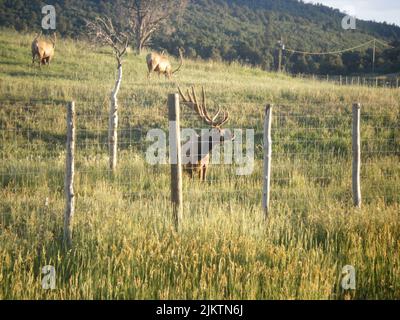 Eine malerische Aussicht auf Cervus canadensis nannodes Wandern auf einer grünen Wiese, hinter einem Netzzaun gesehen Stockfoto