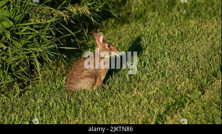 Ein wildes Kaninchen am Straßenrand im Südwesten von Wisconsin, USA. Stockfoto