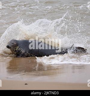 Die Kegelrobben am Strand Stockfoto