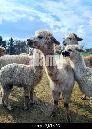 Eine Gruppe von pelzigen Alpakas, die unter freiem Himmel grasen Stockfoto