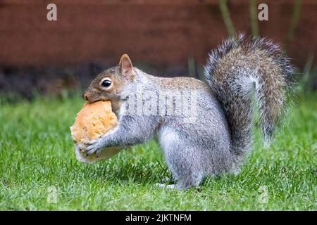 Ein graues Eichhörnchen, das auf einem verschwommenen Hintergrund Brot isst und im Gras verweilt Stockfoto