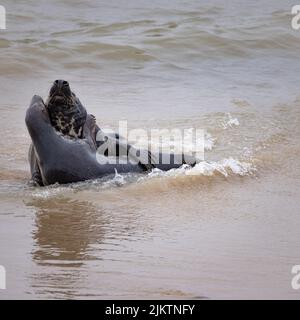 Eine vertikale Aufnahme von zwei Kegelrobben (Halichoerus grypus), die in einem trüben Wasser herumspielen Stockfoto