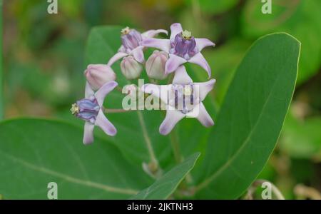 Das purpurne Riesenkalotrope blüht im selektiven Fokusschuss Stockfoto