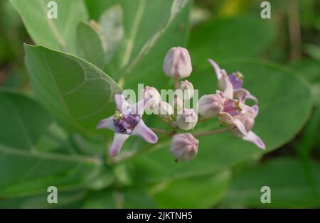 Das purpurne Riesenkalotrope blüht im selektiven Fokusschuss Stockfoto