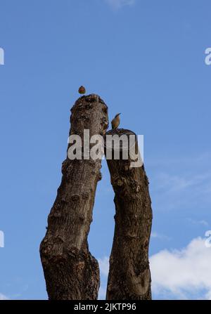 Eine Aufnahme von zwei Vögeln, die auf zwei Ästen von Bäumen sitzen Stockfoto