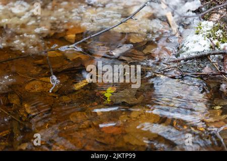 Die herbstlichen Blätter schweben in Pfützen aus nächster Nähe Stockfoto