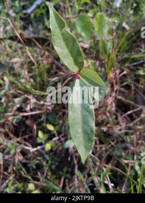 Ficus racemosa, die Traubenfeige, rote Flussfeige oder Gele, ist eine Pflanzenart aus der Familie der Moraceae. Sie ist in Australien und im tropischen Asien beheimatet Stockfoto