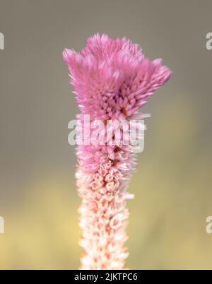 Eine vertikale Nahaufnahme von Celosia argentea, allgemein bekannt als der aufgeflachte Hahnenkamm oder der silberne Hahnenkamm. Stockfoto