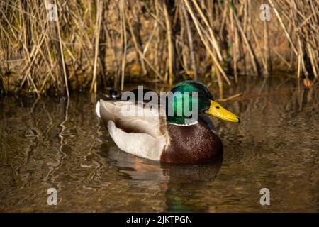 Eine Nahaufnahme einer männlichen Stockente oder Wildente. Anas platyrhynchos. Stockfoto