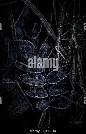 Eine vertikale Nahaufnahme der dunklen Pflanzen Blätter mit gefrorenen Tröpfchen bedeckt. Wunderschönes Naturmuster. Stockfoto